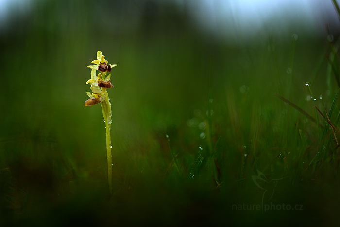 Tořič pavoukonosný (Ophrys sphegodes)