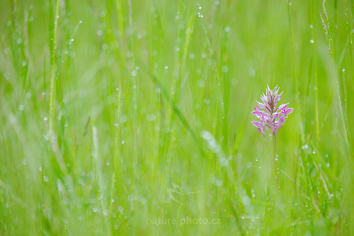 Vstavač vojenský (Orchis militaris)