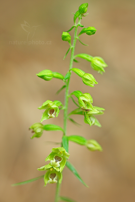 Kruštík pontický (Epipactis pontica)
