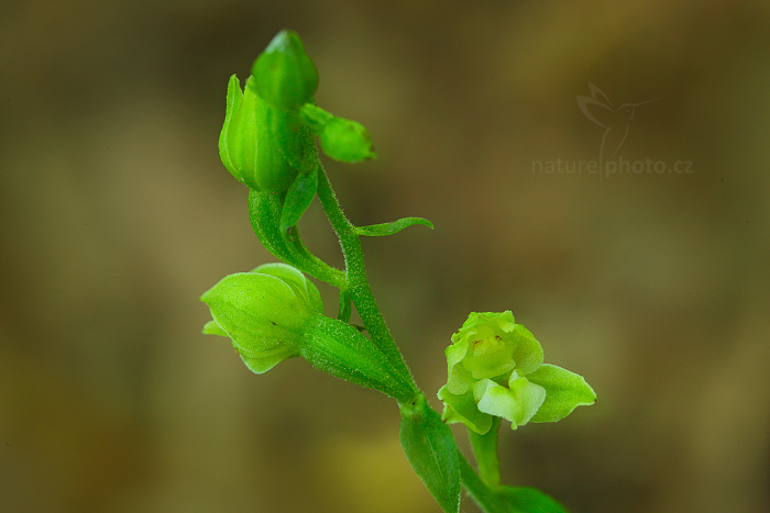 Kruštík moravský (Epipactis moravica)