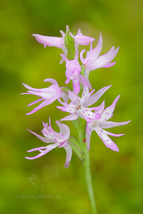 Kapucínek kukačka (neottianthe Cucullata)