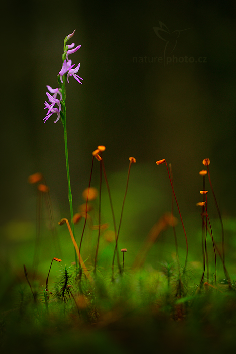 Kapucínek kukačka (neottianthe Cucullata) 