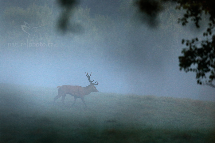 Jelen lesní (Cervus elaphus)