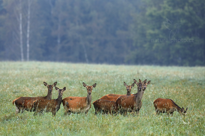 Jelen lesní (Cervus elaphus)