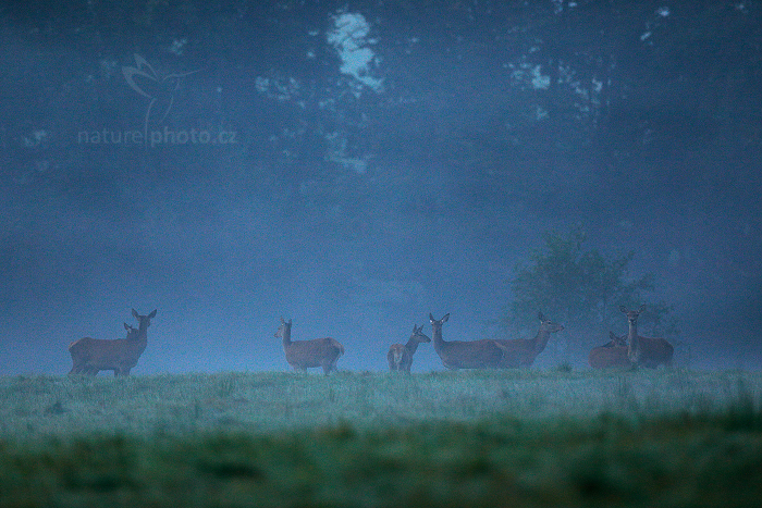 Jelen lesní (Cervus elaphus)