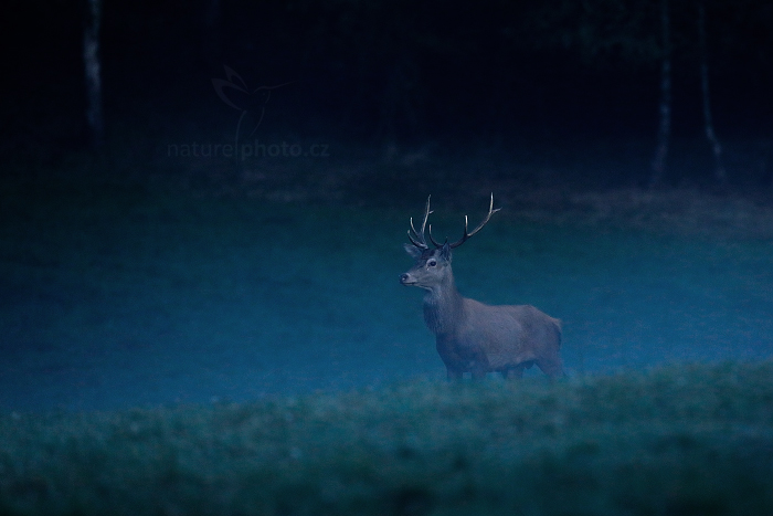 Jelen lesní (Cervus elaphus)