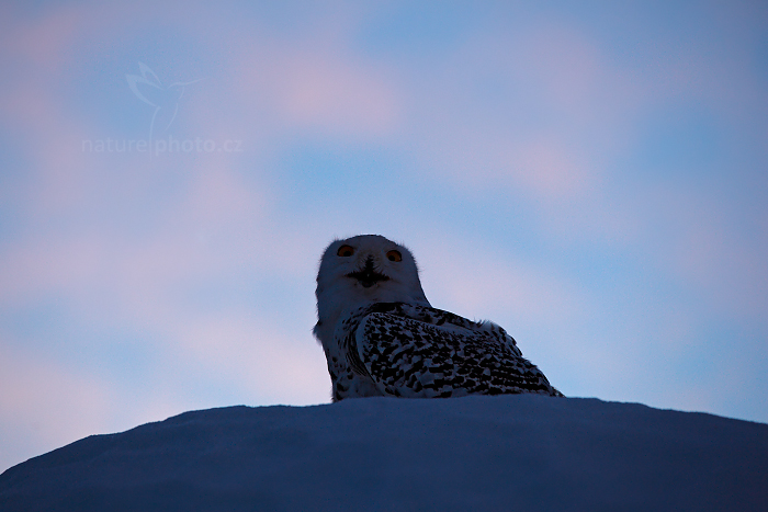 Sovice sněžná (Nyctea scandiaca) Snowy Owl
