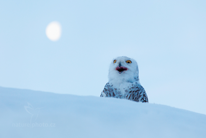 Sovice sněžná (Nyctea scandiaca) Snowy Owl