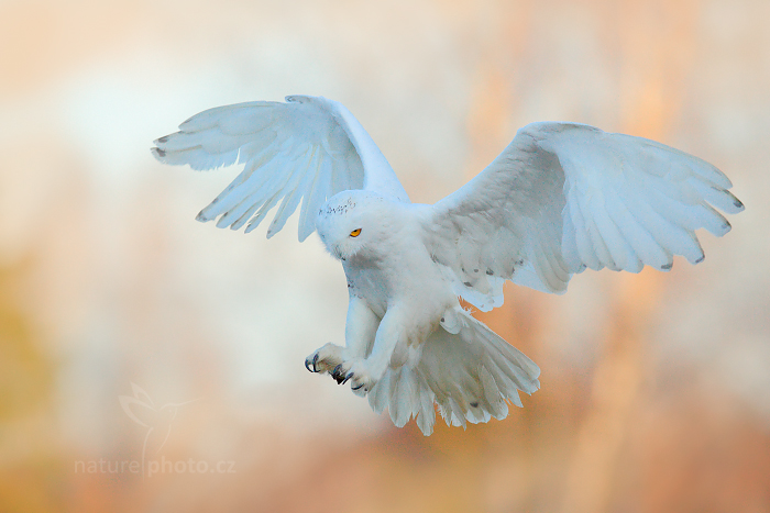 Sovice sněžná (Nyctea scandiaca) Snowy Owl