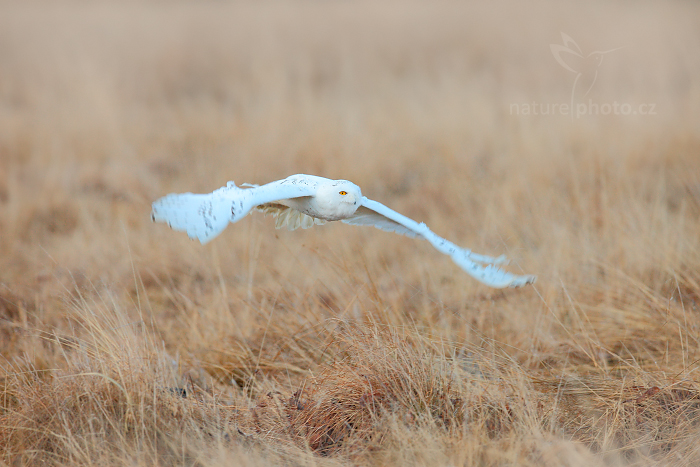 Sovice sněžná (Nyctea scandiaca) Snowy Owl