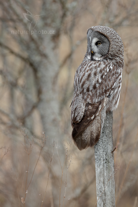 Puštík vousatý (Strix nebulosa) Great Grey Owl