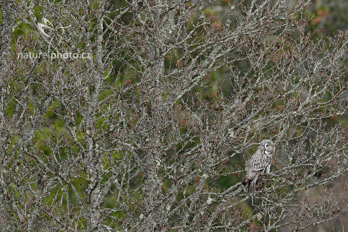 Puštík vousatý (Strix nebulosa) Great Grey Owl