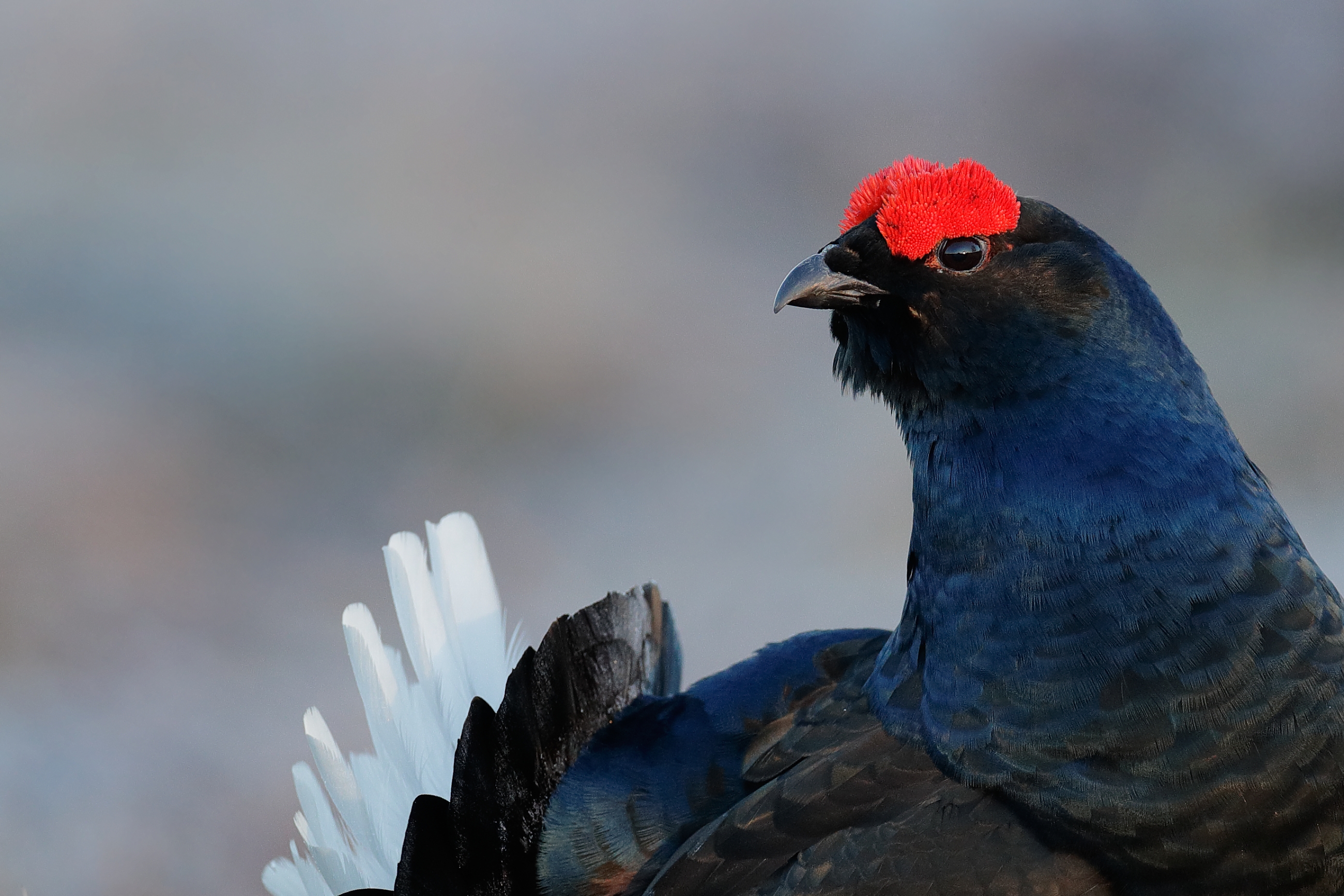 Black grouse (Tetrao tetrix), tetřívek obecný, Bergslagen, Sweden