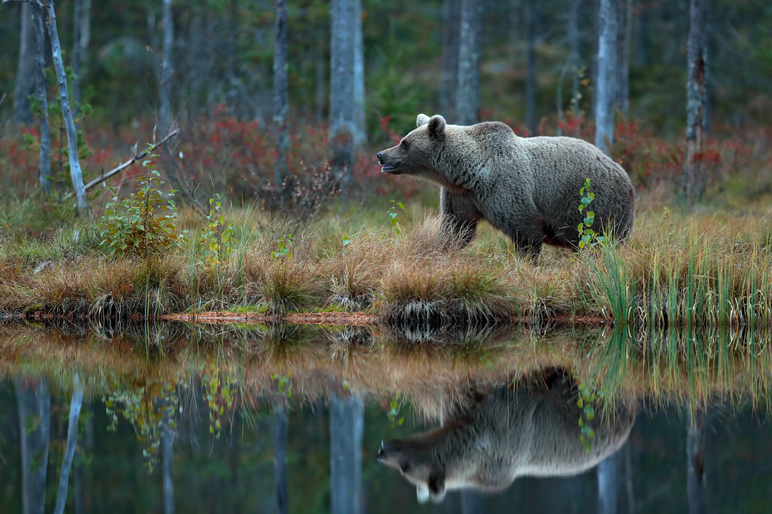 Brown bear (Ursus arctos) medvěd hnědý, Kuhmo, Finland