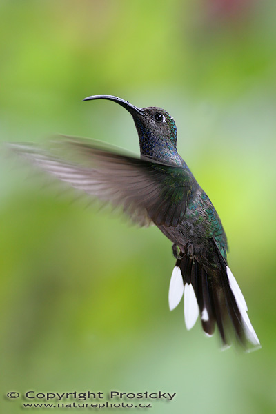 Kolibřík purpurový (Campylopterus hemileucurus), samička