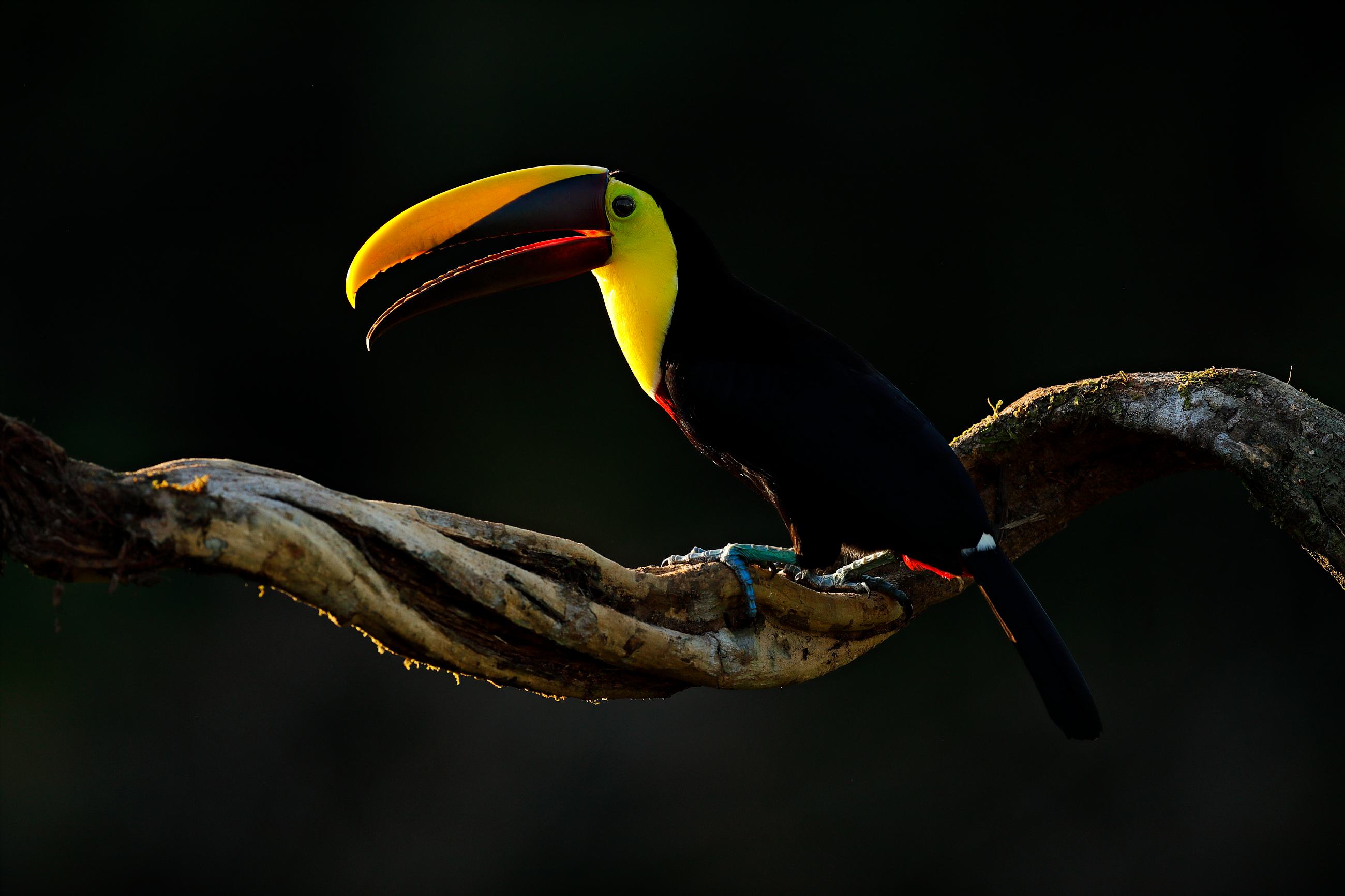 Chesnut-mandibled Toucan (Ramphastos swainsonii) tukan hnědohřbetý, Bota Tapada, Costa Rica