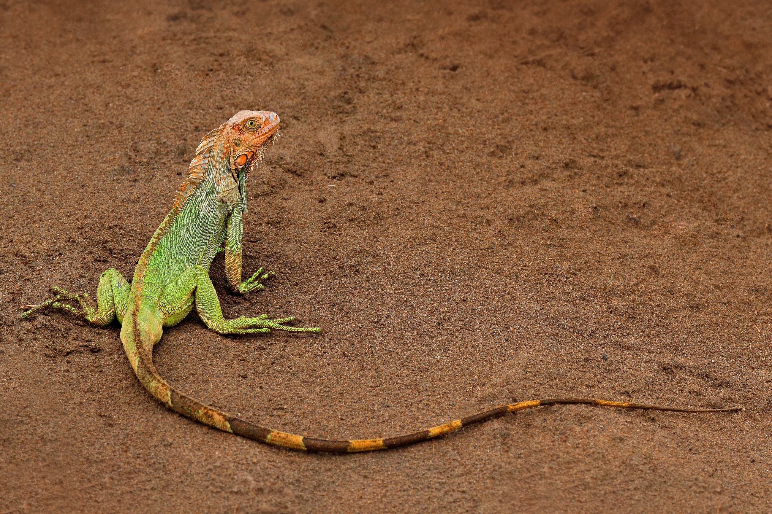 Green Iguana (Iguana iguana) leguán zelený, Rio Tarcoles, Costa Rica