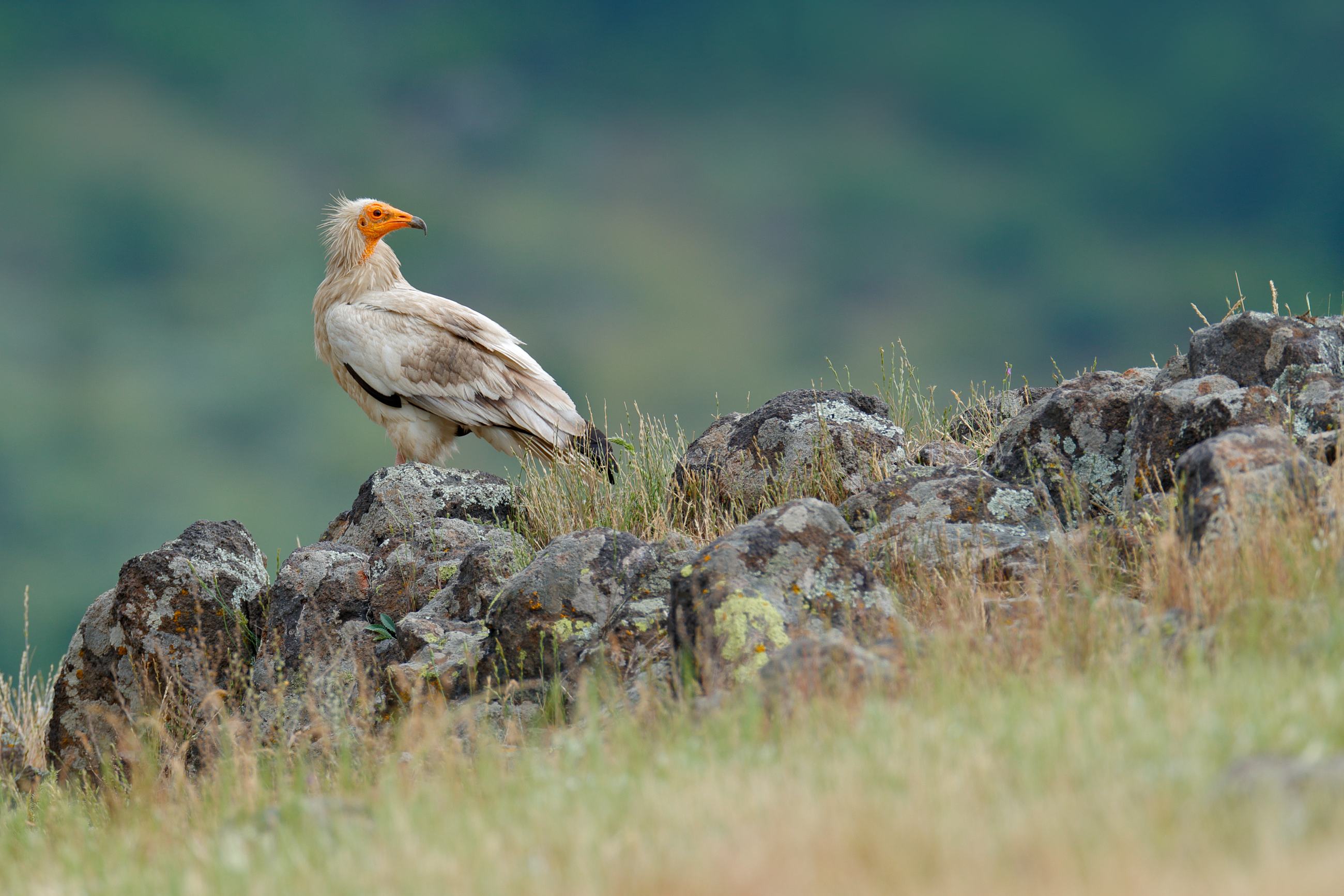 Egyptian vulture (Neophron percnopterus) sup mrchožravý, Eastern Rhodopes, Bulgaria