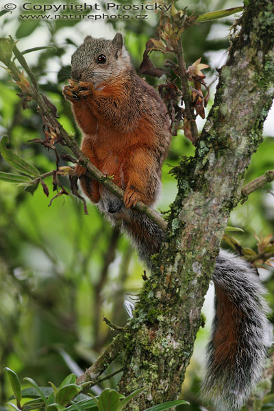 Ververka proměnlivá (Sciurus variegatoides)