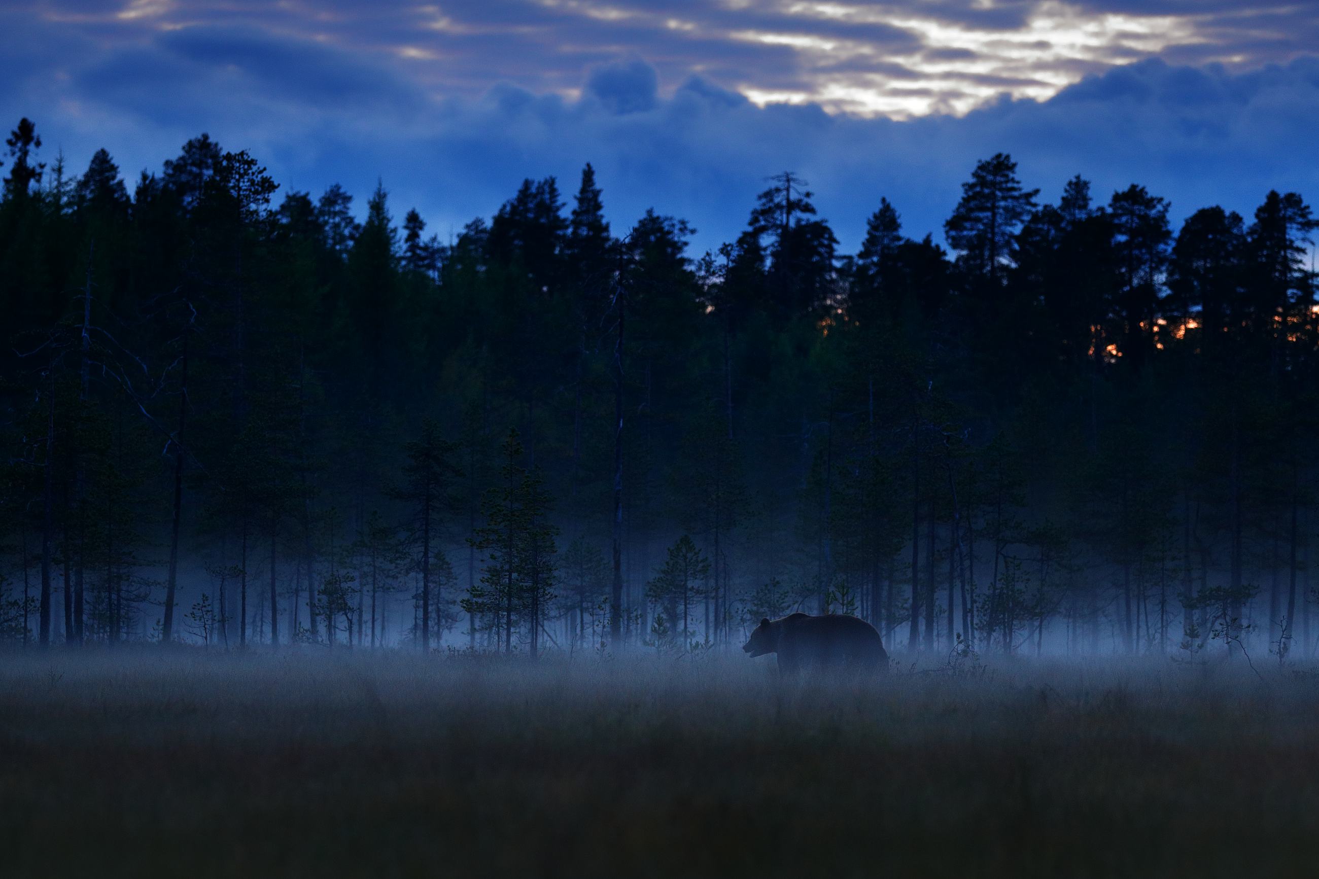 Brown Bear (Ursus arctos) medvěd hnědý, Kuhmo, Finland