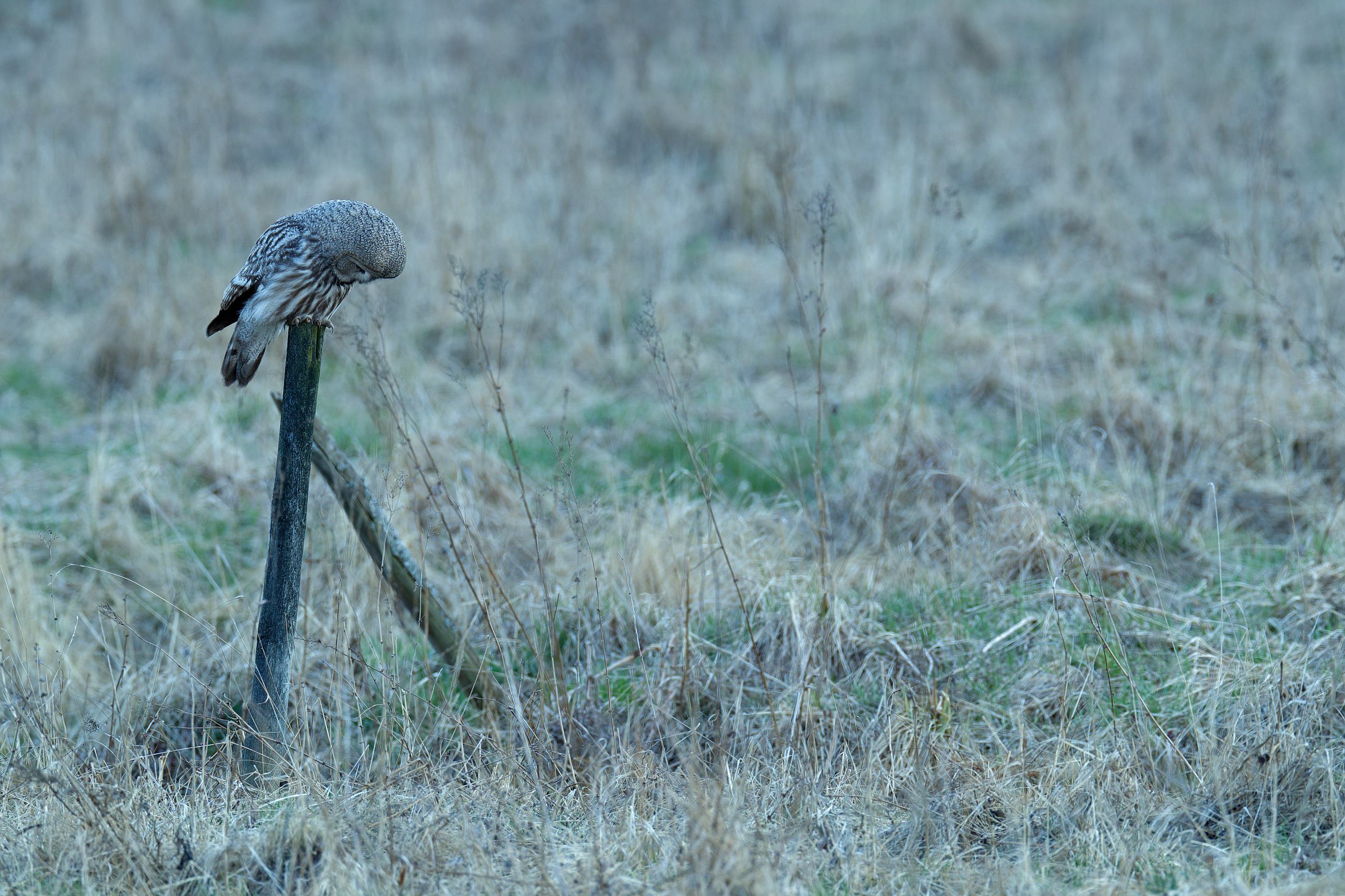 Great grey owl (Strix nebulosa), puštík vousatý, Bergslagen, Sweden