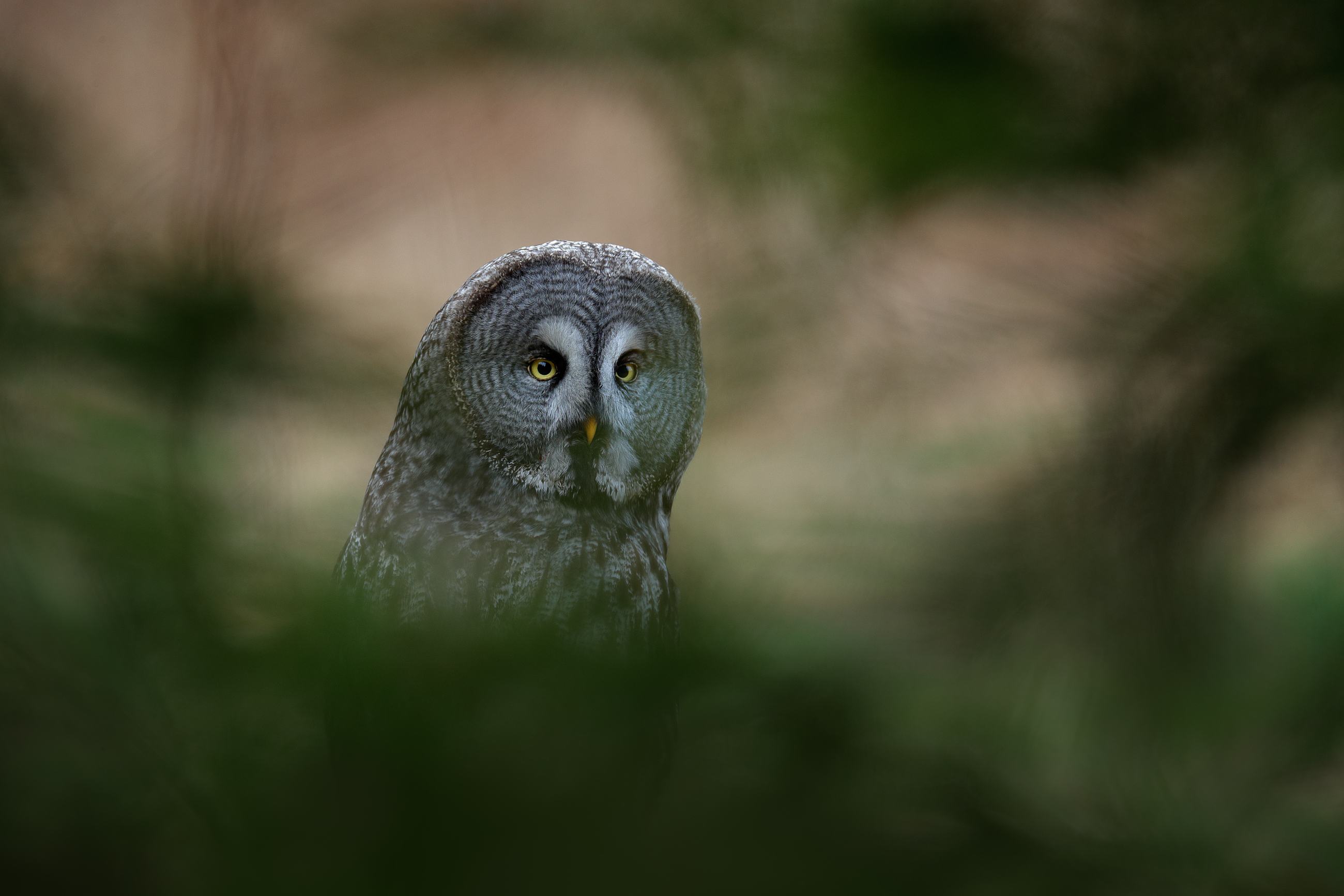 Great grey owl (Strix nebulosa), puštík vousatý, Bergslagen, Sweden