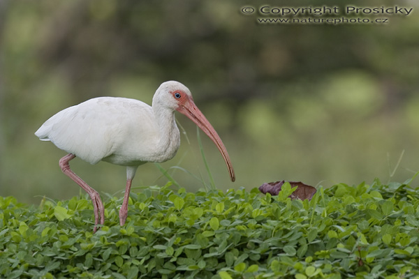 Ibis bílý (Eudocimus albus)