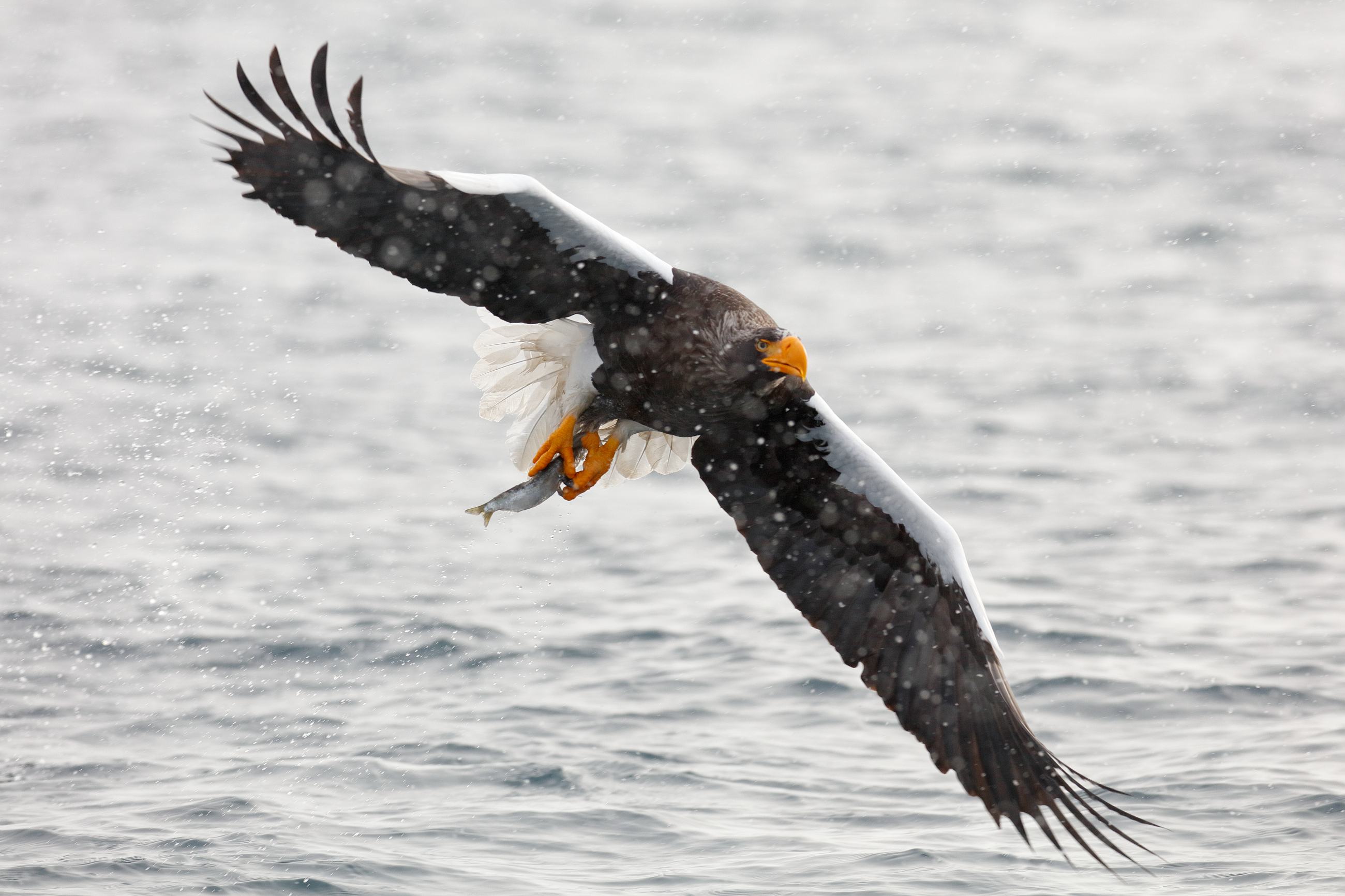 Steller's sea eagle (Haliaeetus pelagicus) orel východní, Rausu, Hokkaidó, Japan