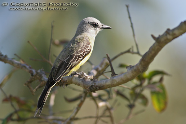 Tyran tropický (Tyrannus melancholicus)