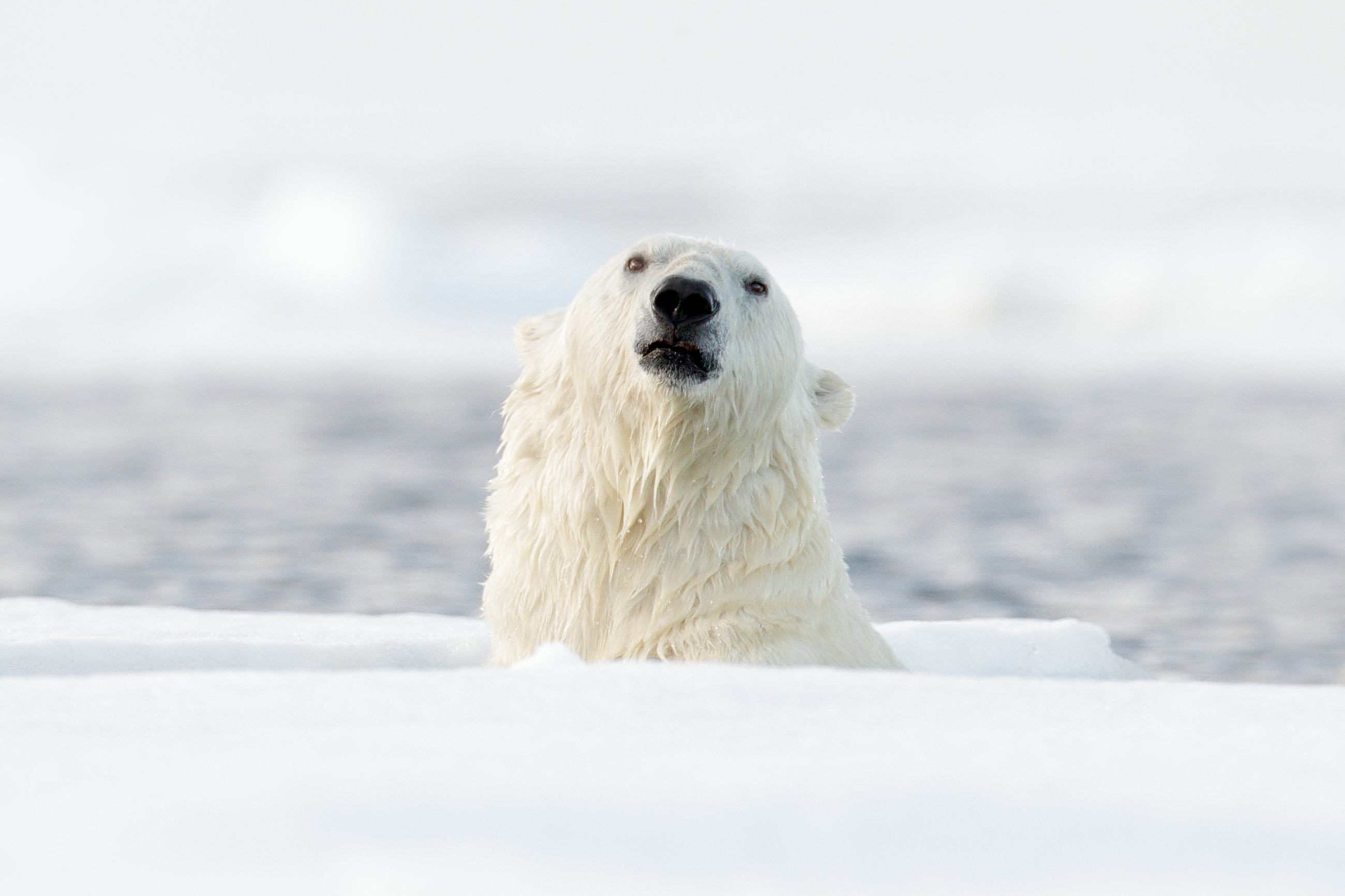 Polar Bear (Ursus maritimus) medvěd lední, Sjuøyane, Svalbard, Norway