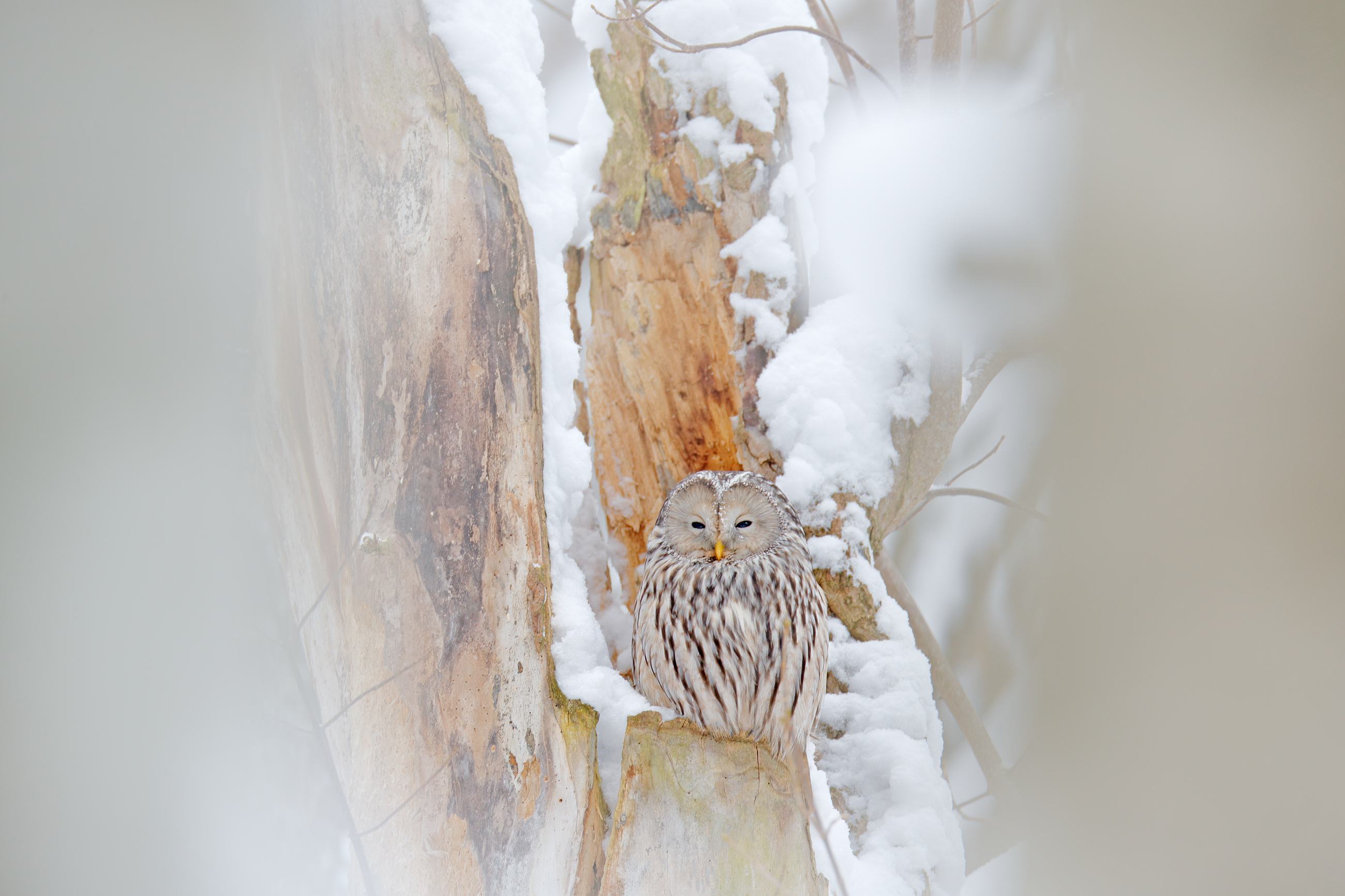 Ural Owl (Strix uralensis) puštík bělavý, Prachaticko, Šumava, Czech Republic