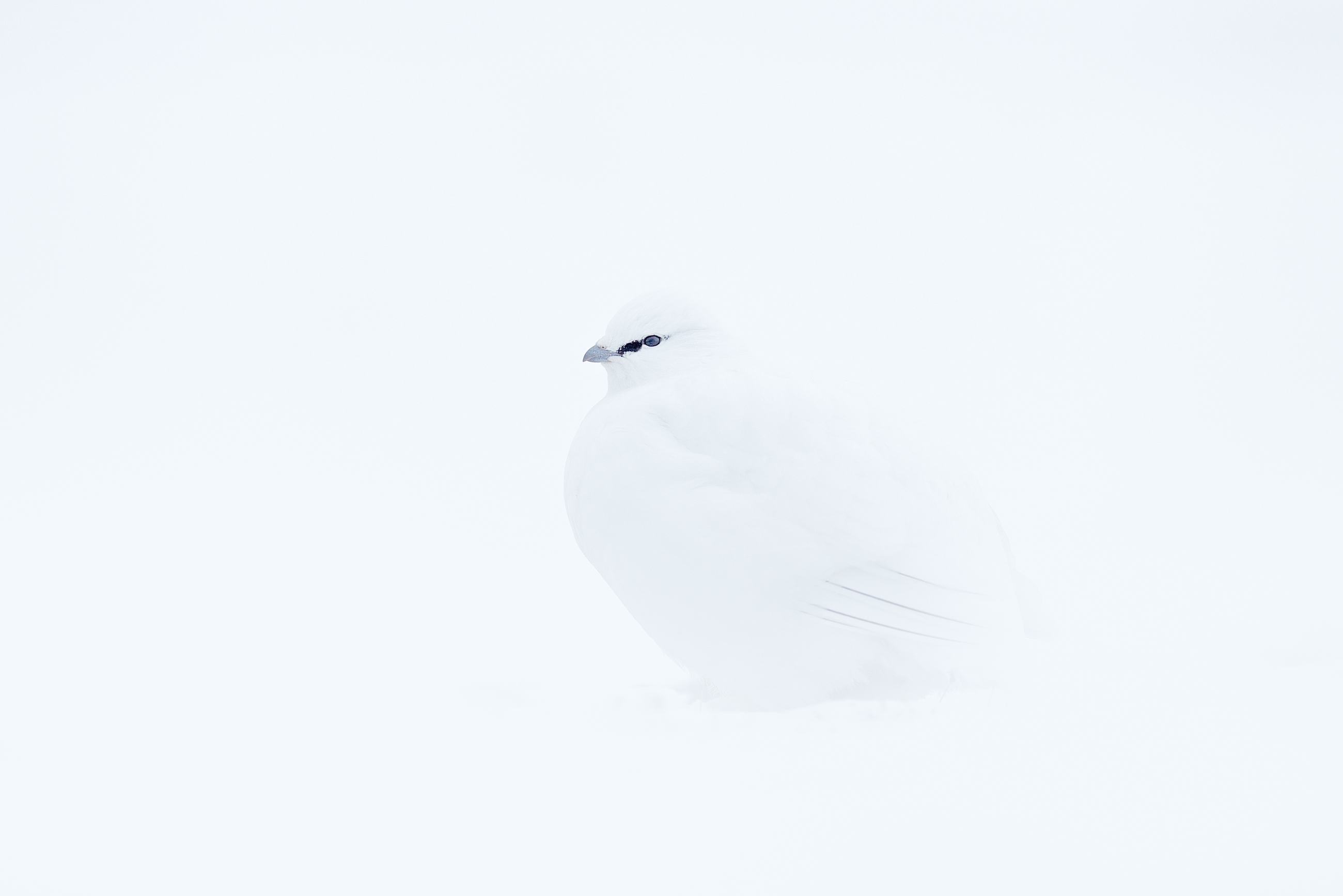 Svalbard rock ptarmigan (Lagopus muta hyperborea) bělokur horský, Svalbard, Norway