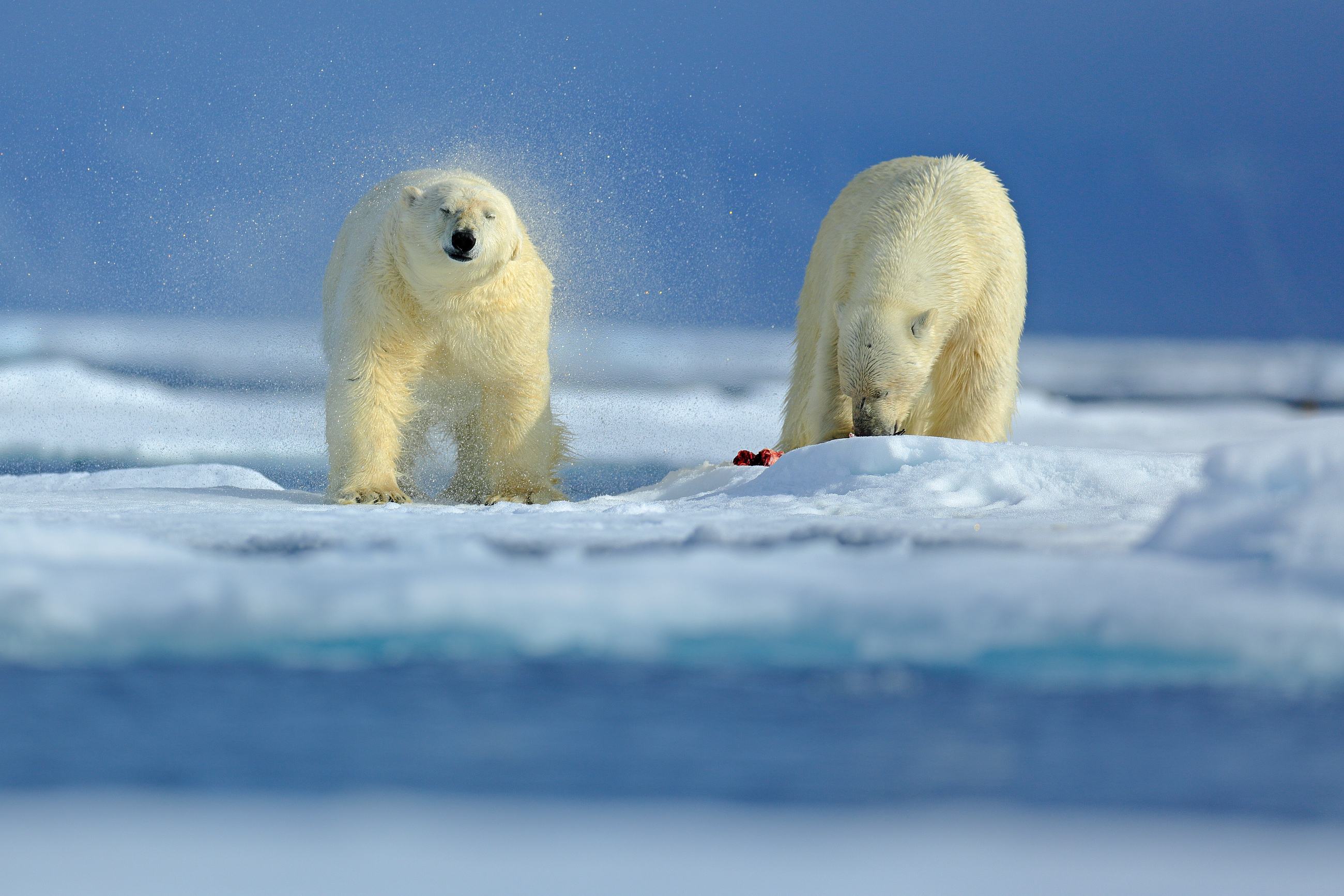 Polar Bear (Ursus maritimus) medvěd lední, Sjuøyane, Svalbard, Norway
