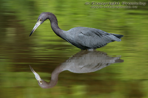 Volavka modrošedá (Egretta caerulea)