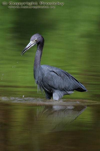 Volavka modrošedá (Egretta caerulea)