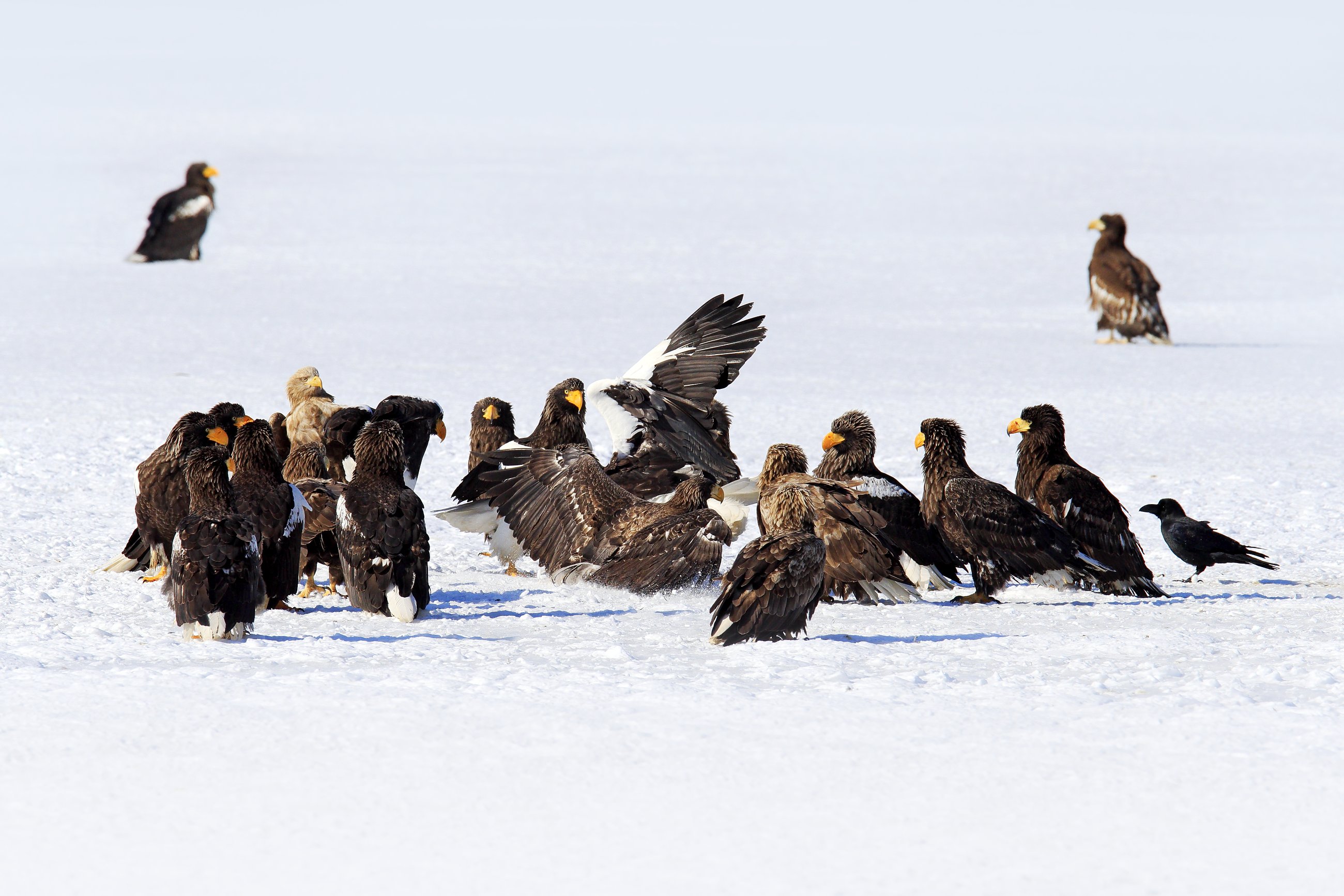 Steller's sea eagle (Haliaeetus pelagicus) orel východní, Nemuro, Hokkaidó, Japan