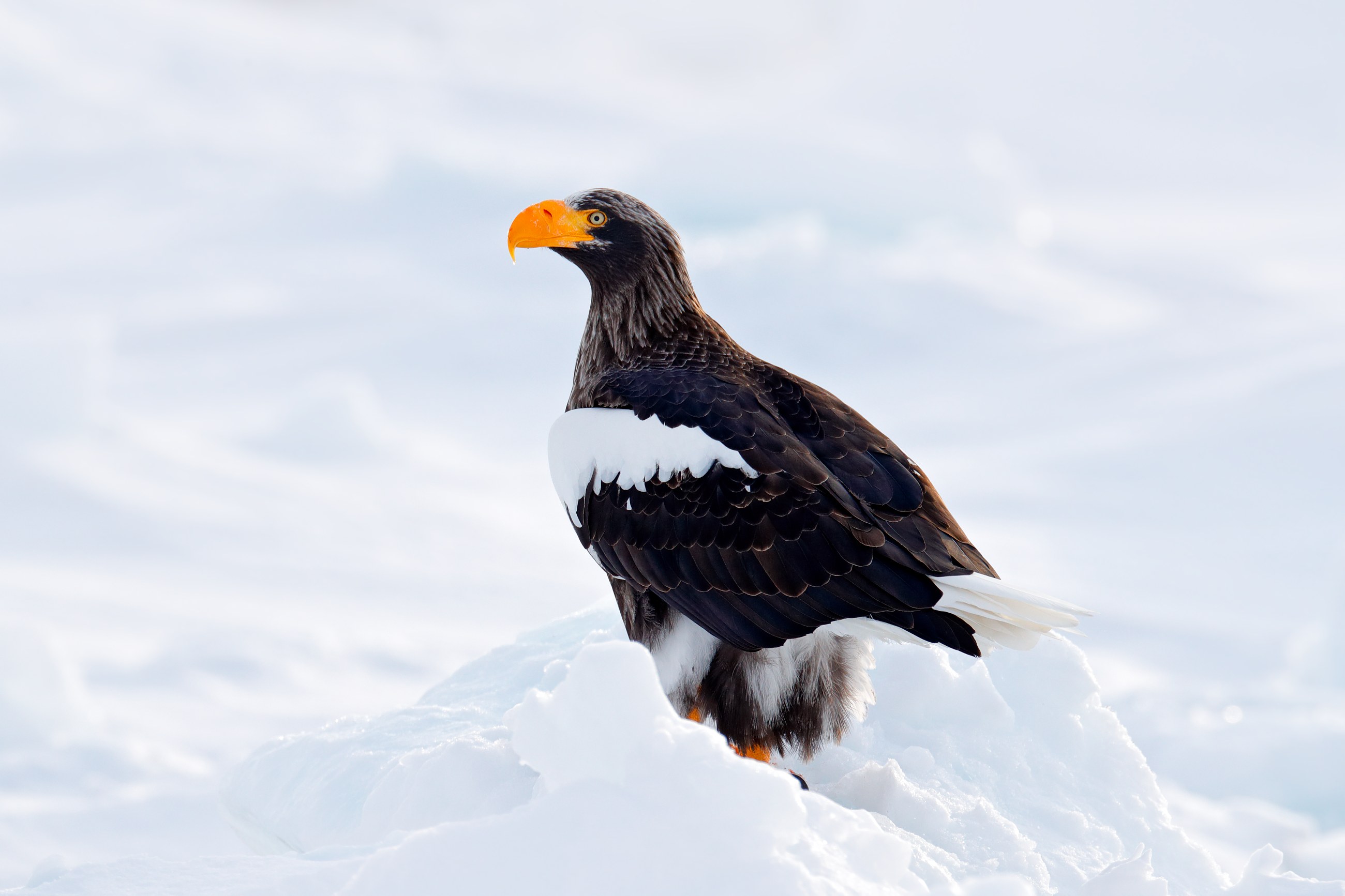 Steller's sea eagle (Haliaeetus pelagicus) orel východní, Rausu, Hokkaidó, Japan