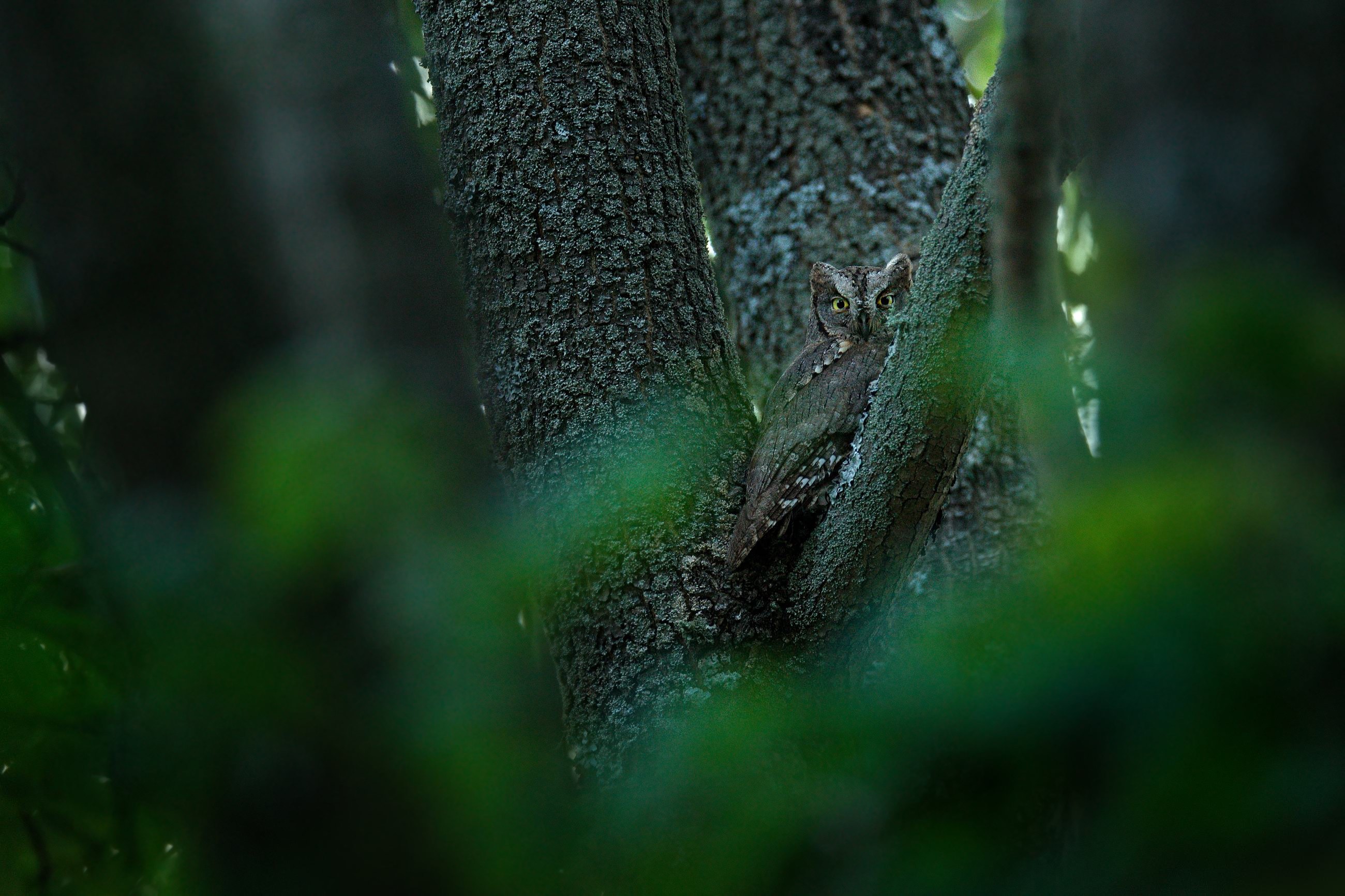 Scops Owl (Otus scops) výreček malý, Madzharovo, Eastern Rhodopes, Bulgaria