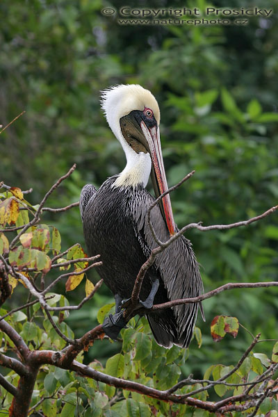 Pelikán hnědý (Pelecanus occidentalis)