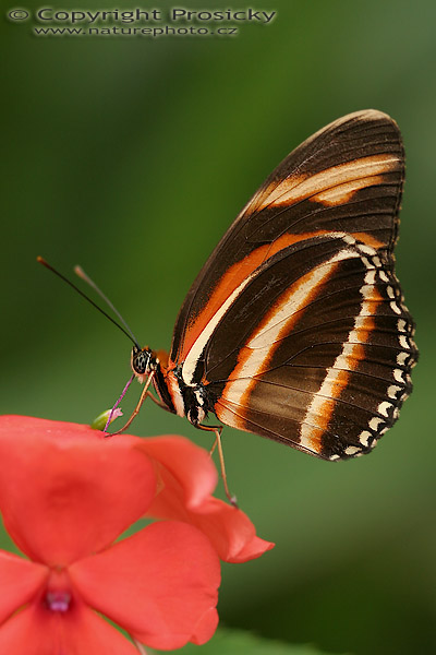Heliconius charitonius