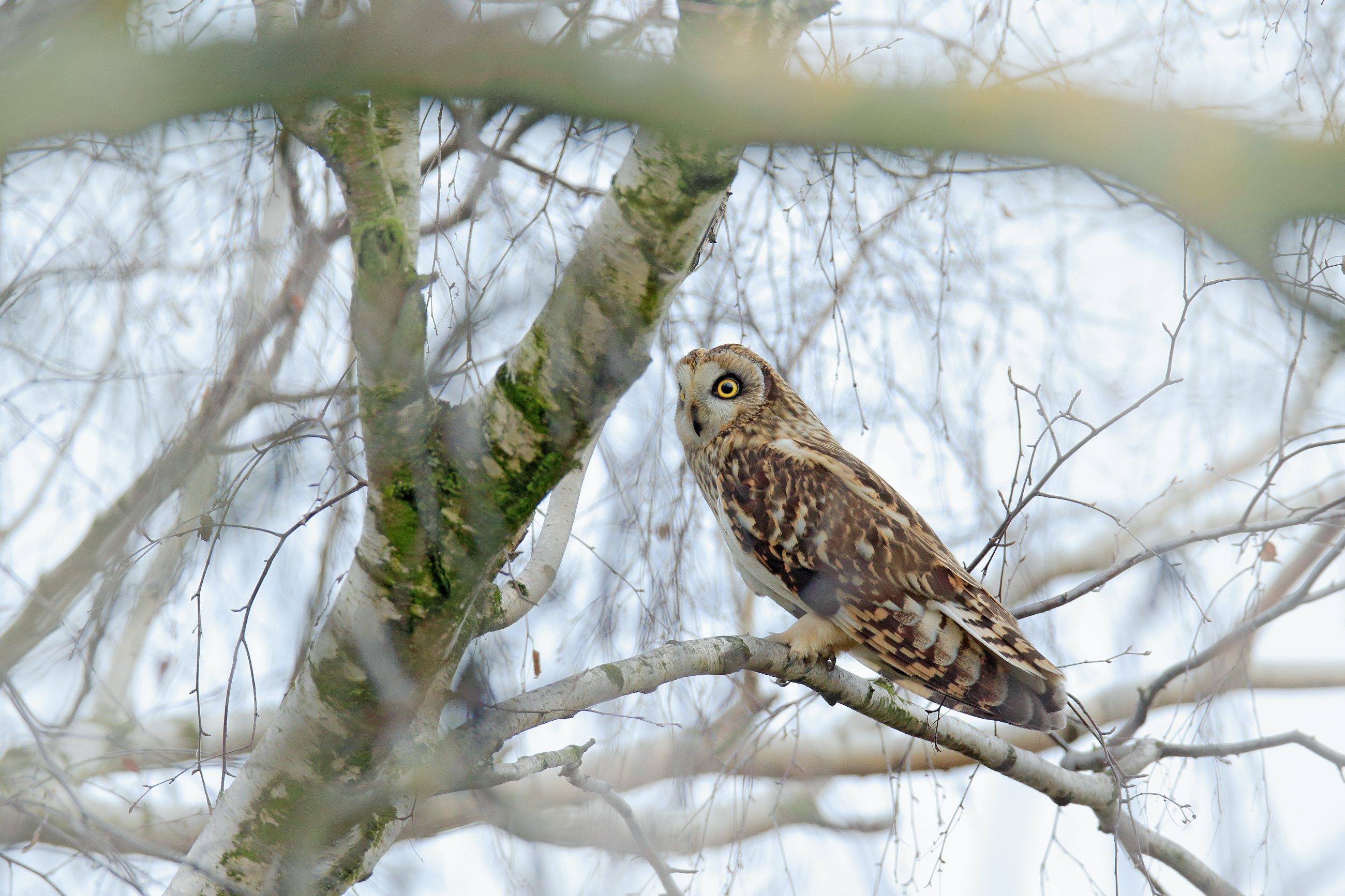 Short-eared Owl (Asio flammeus sanfordi) kalous pustovka, u Kyjova, Czech Republic