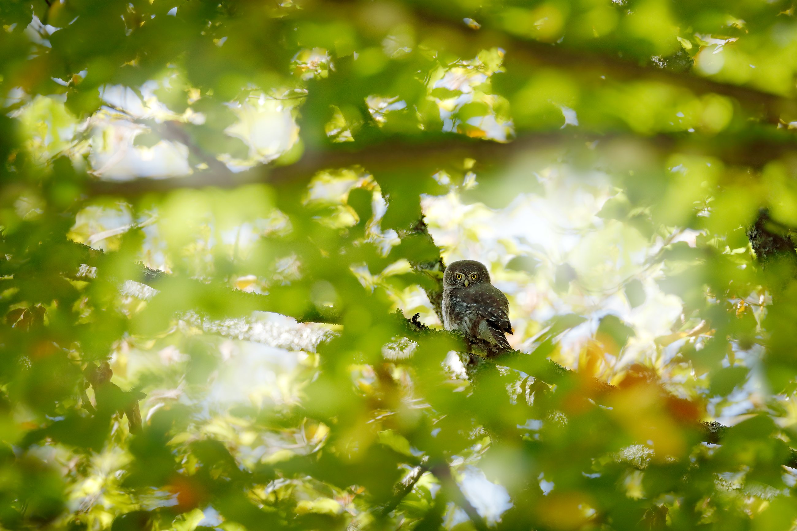 Eurasian pygmy owl (Glaucidium passerinum) kulíšek nejmenší, Prachaticko, Šumava, Czech Republic