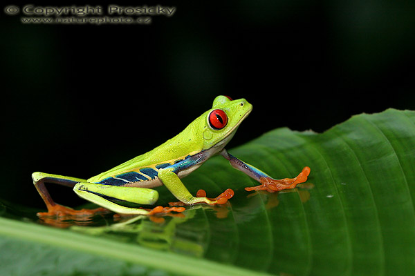 Listovnice červenooká (Agalychnis callidryas)