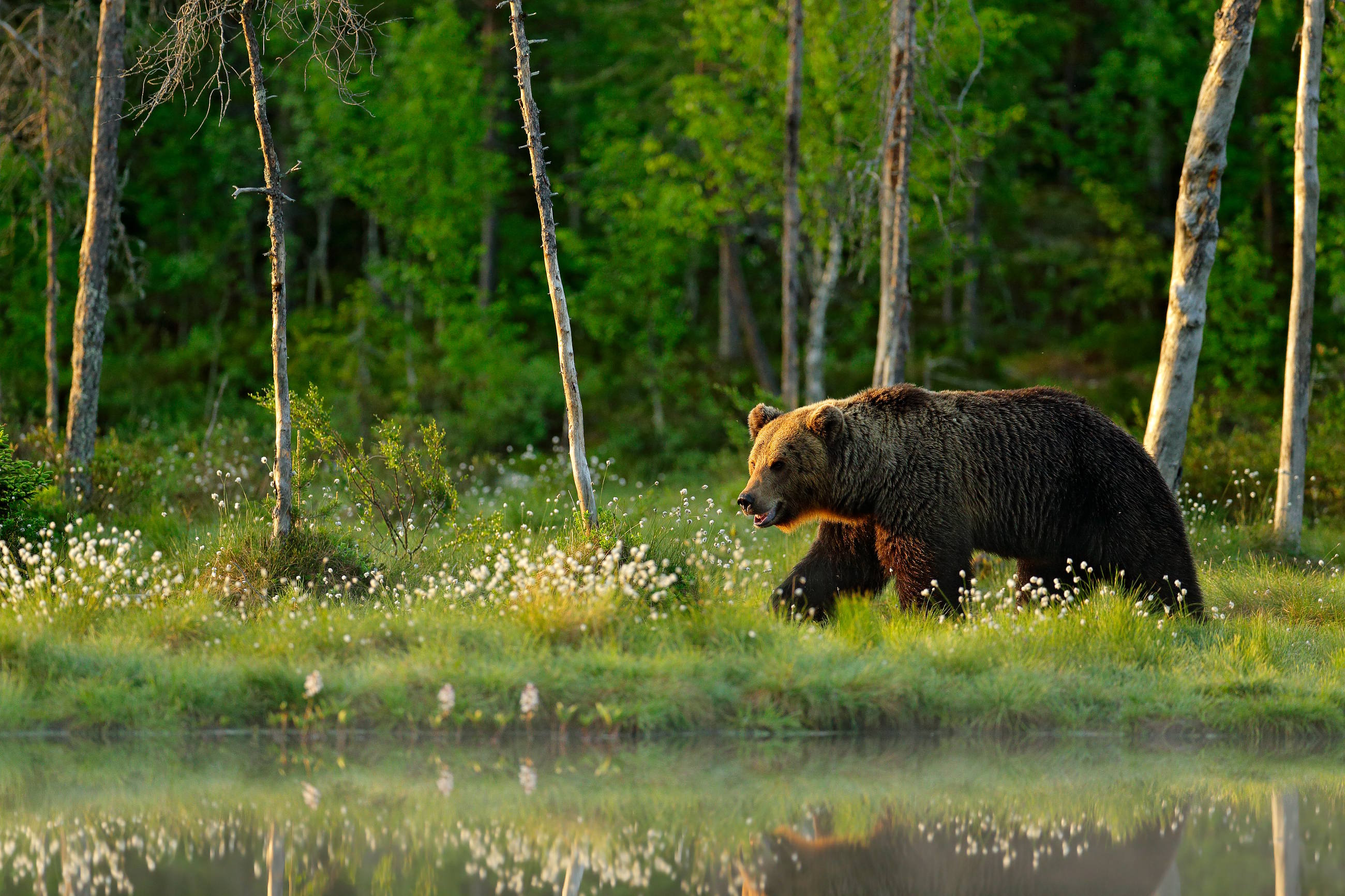 Brown bear (Ursus arctos) medvěd hnědý, Kuhmo, Finland