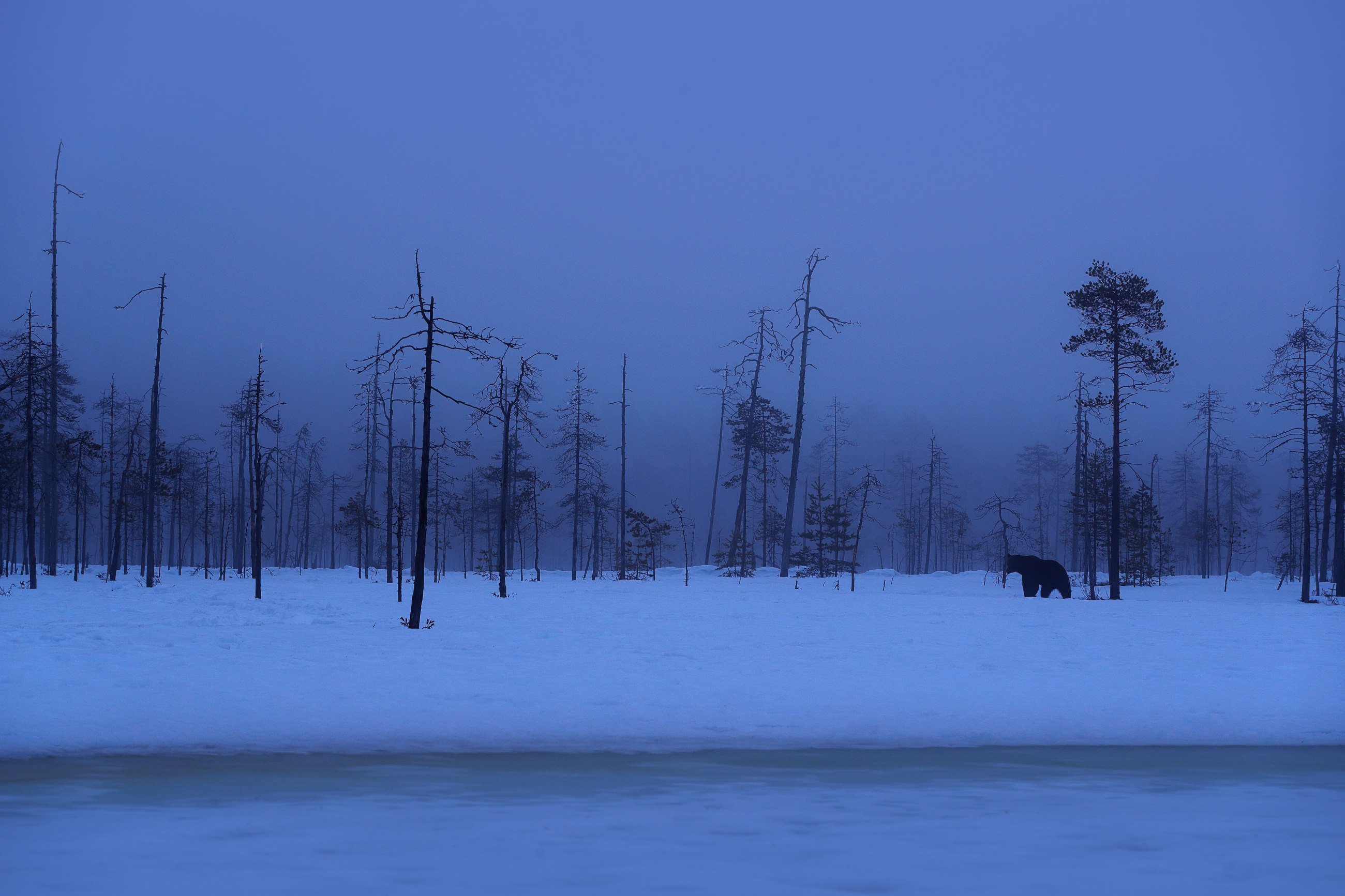 Brown bear (Ursus arctos) medvěd hnědý, Kuhmo, Finland