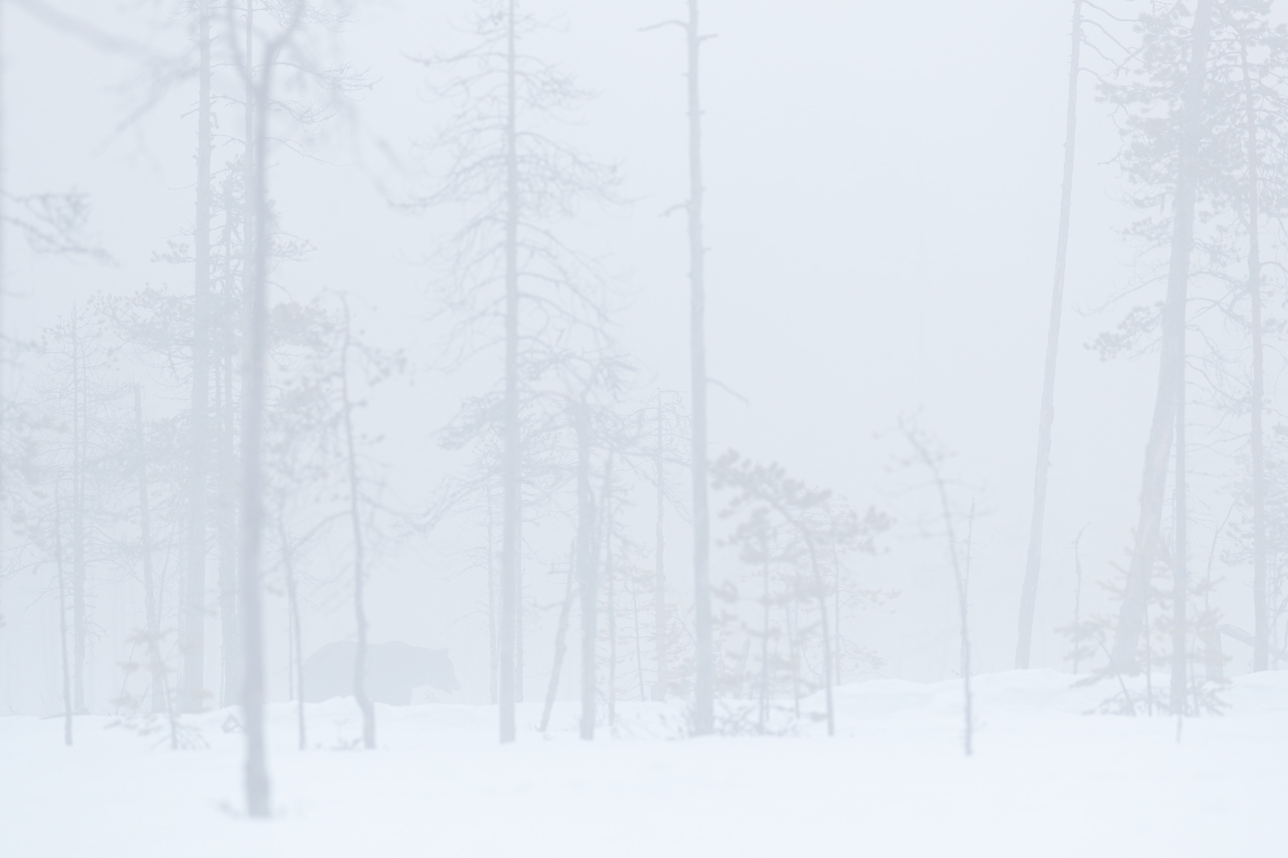 Brown bear (Ursus arctos) medvěd hnědý, Kuhmo, Finland