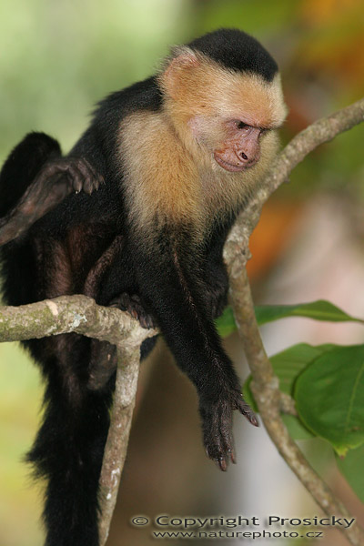 Malpa kapucínská (Cebus capucinus)