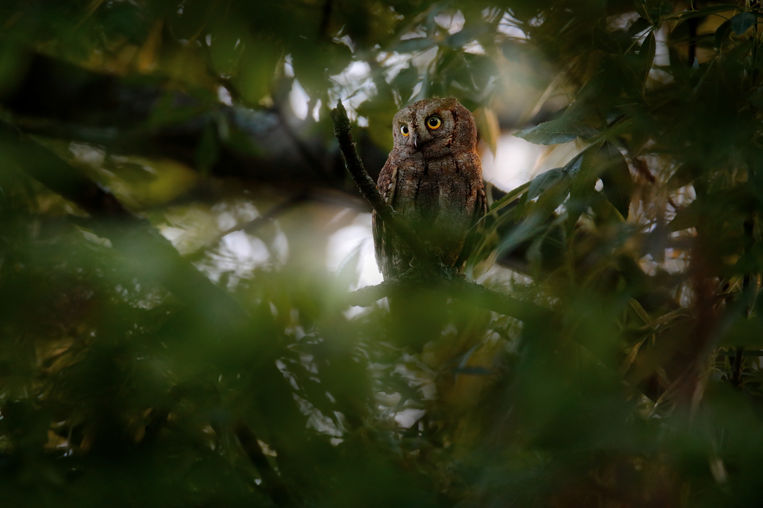 Scops Owl (Otus scops) výreček malý, Madzharovo, Eastern Rhodopes, Bulgaria