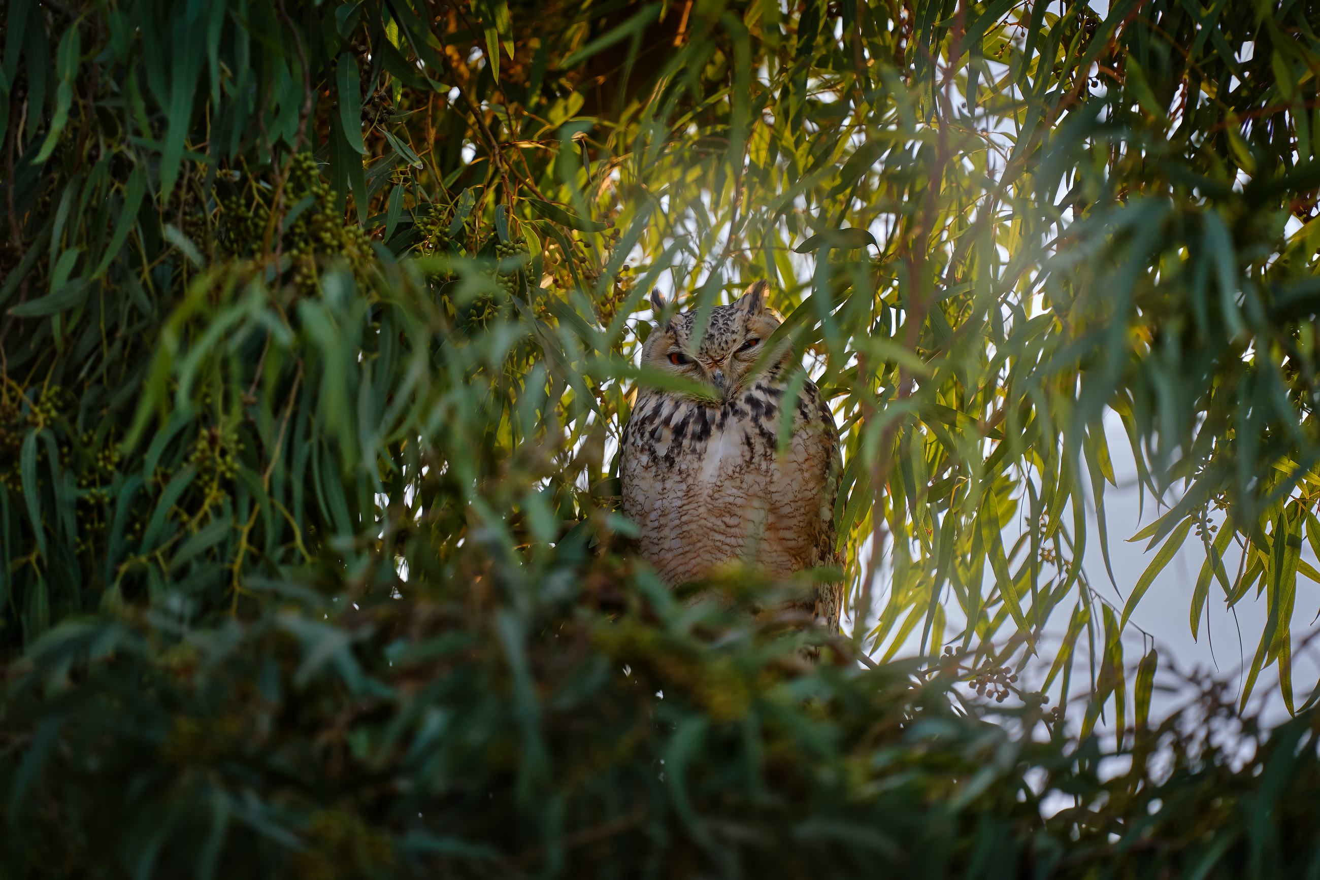 Výr bledý (Bubo ascalaphus) Pharaoh eagle-owl, Shaumari Wildife Reserve, Jordan