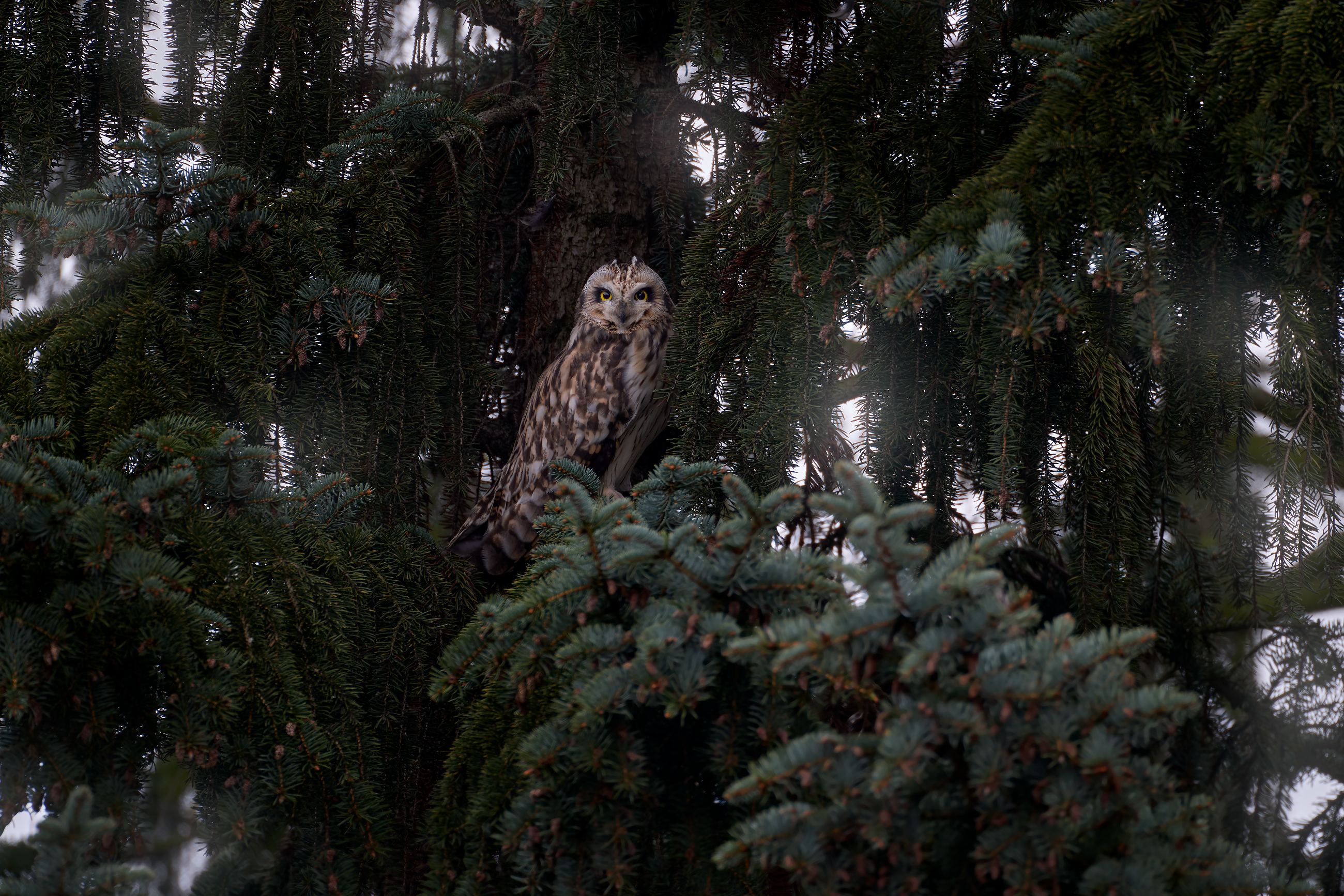 Short-eared Owl (Asio flammeus sanfordi) kalous pustovka, Slaný, Czech Republic